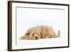 Havanese in Studio-null-Framed Photographic Print