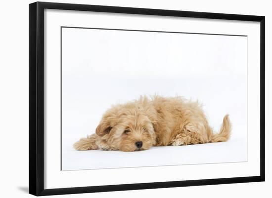 Havanese in Studio-null-Framed Photographic Print