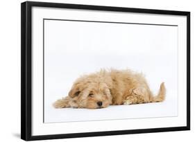 Havanese in Studio-null-Framed Photographic Print