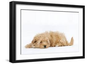 Havanese in Studio-null-Framed Photographic Print