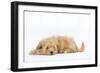 Havanese in Studio-null-Framed Photographic Print