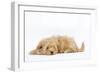 Havanese in Studio-null-Framed Photographic Print