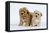 Havanese Puppies in Studio-null-Framed Stretched Canvas