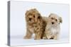 Havanese Puppies in Studio-null-Stretched Canvas