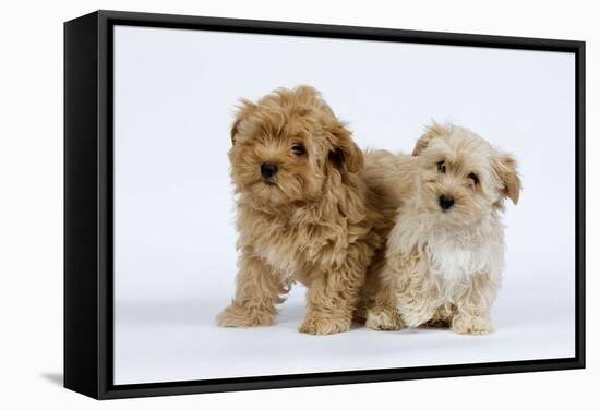 Havanese Puppies in Studio-null-Framed Stretched Canvas