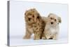 Havanese Puppies in Studio-null-Stretched Canvas