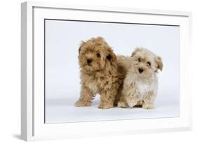 Havanese Puppies in Studio-null-Framed Photographic Print