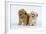 Havanese Puppies in Studio-null-Framed Photographic Print