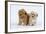 Havanese Puppies in Studio-null-Framed Photographic Print