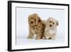 Havanese Puppies in Studio-null-Framed Photographic Print