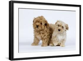 Havanese Puppies in Studio-null-Framed Photographic Print