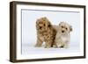 Havanese Puppies in Studio-null-Framed Photographic Print