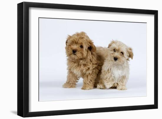 Havanese Puppies in Studio-null-Framed Photographic Print