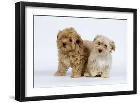 Havanese Puppies in Studio-null-Framed Photographic Print