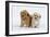 Havanese Puppies in Studio-null-Framed Photographic Print