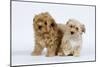 Havanese Puppies in Studio-null-Mounted Photographic Print