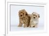 Havanese Puppies in Studio-null-Framed Photographic Print