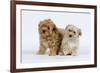 Havanese Puppies in Studio-null-Framed Photographic Print