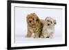 Havanese Puppies in Studio-null-Framed Photographic Print