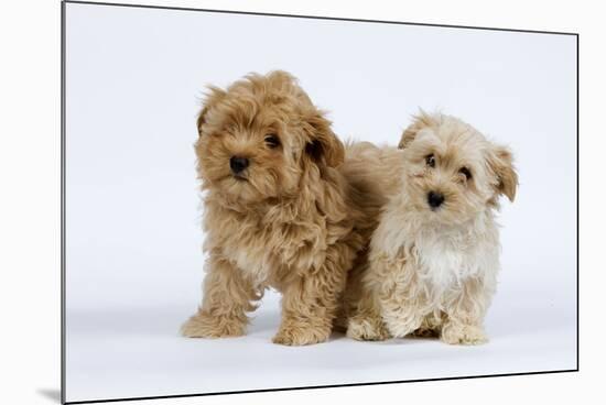 Havanese Puppies in Studio-null-Mounted Photographic Print