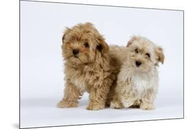 Havanese Puppies in Studio-null-Mounted Photographic Print