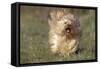 Havanese Running Towards Camera-null-Framed Stretched Canvas