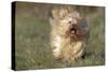 Havanese Running Towards Camera-null-Stretched Canvas