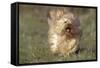 Havanese Running Towards Camera-null-Framed Stretched Canvas