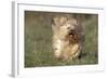 Havanese Running Towards Camera-null-Framed Photographic Print