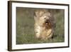 Havanese Running Towards Camera-null-Framed Photographic Print