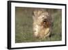 Havanese Running Towards Camera-null-Framed Photographic Print