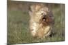 Havanese Running Towards Camera-null-Mounted Photographic Print