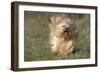 Havanese Running Towards Camera-null-Framed Photographic Print