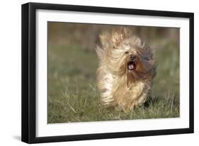 Havanese Running Towards Camera-null-Framed Photographic Print