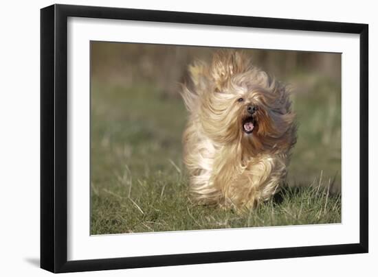 Havanese Running Towards Camera-null-Framed Photographic Print