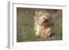 Havanese Running Towards Camera-null-Framed Photographic Print