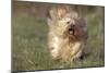 Havanese Running Towards Camera-null-Mounted Photographic Print