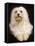 Havanese-null-Framed Stretched Canvas