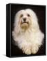 Havanese-null-Framed Stretched Canvas