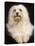 Havanese-null-Stretched Canvas