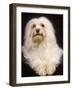 Havanese-null-Framed Photographic Print