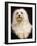 Havanese-null-Framed Photographic Print