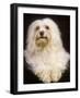 Havanese-null-Framed Photographic Print