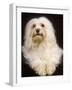 Havanese-null-Framed Photographic Print