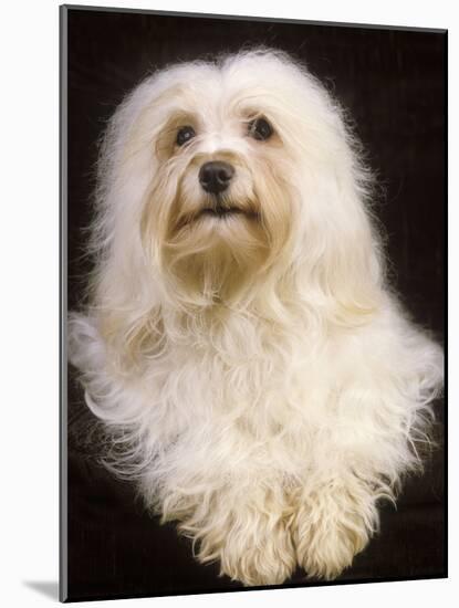 Havanese-null-Mounted Photographic Print