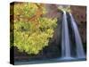 Havasu Falls-Ron Watts-Stretched Canvas
