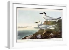 Havell's Tern and Trudeau's Tern, 1838-John James Audubon-Framed Giclee Print