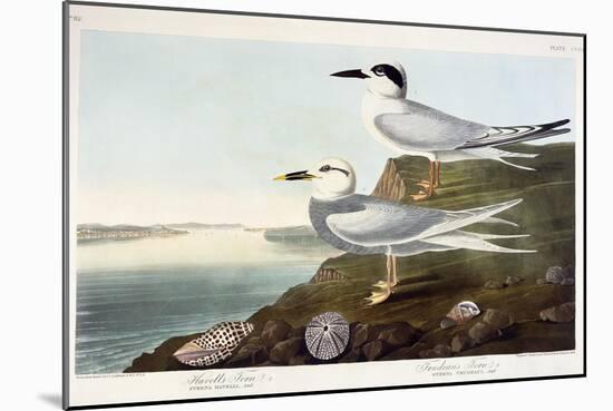 Havell's Tern and Trudeau's Tern, 1838-John James Audubon-Mounted Giclee Print