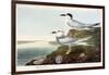 Havell's Tern and Trudeau's Tern, 1838-John James Audubon-Framed Giclee Print