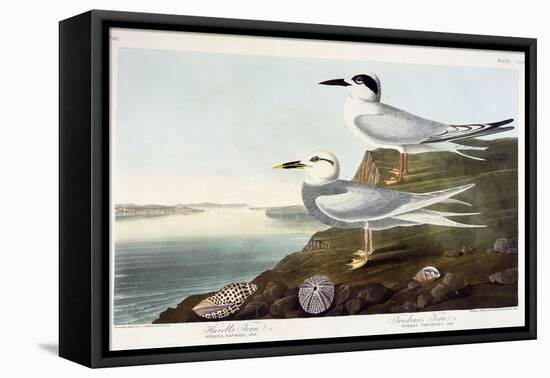 Havell's Tern and Trudeau's Tern, 1838-John James Audubon-Framed Stretched Canvas